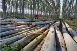 Paraguay obtuvo un nuevo récord de exportación forestal