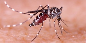 Replicarán el plan que logró frenar el avance del dengue